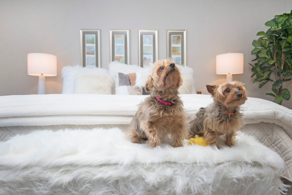 Celebrate National Love Your Pet Day on Feb. 20th, 2020 | Eastbrook Homes